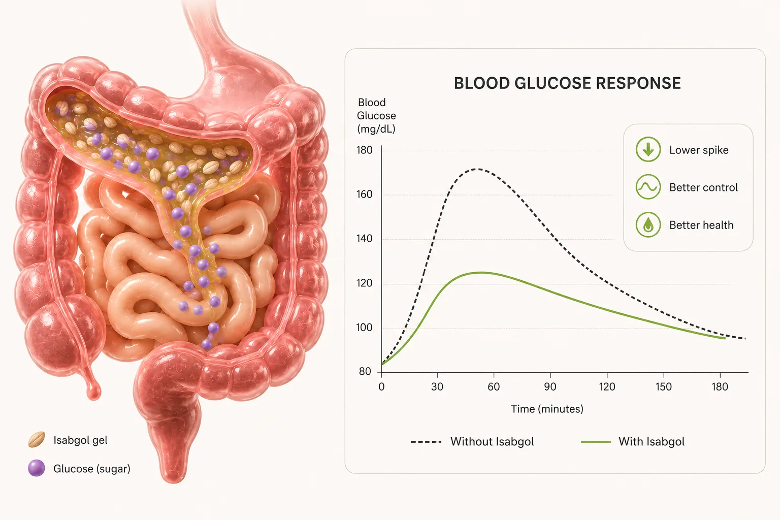 A cut-away of the gut showing isabgol gel holding glucose, beside a chart comparing blood glucose over three hours with and without isabgol